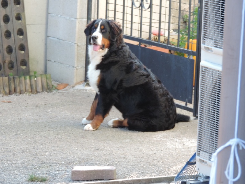 Lolita Des Galipes O'dogs